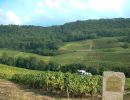 web vignes