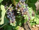 web vignes