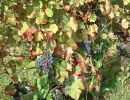 web vignes
