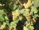 web vignes