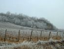 web vignes