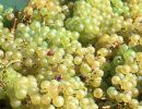 web vignes
